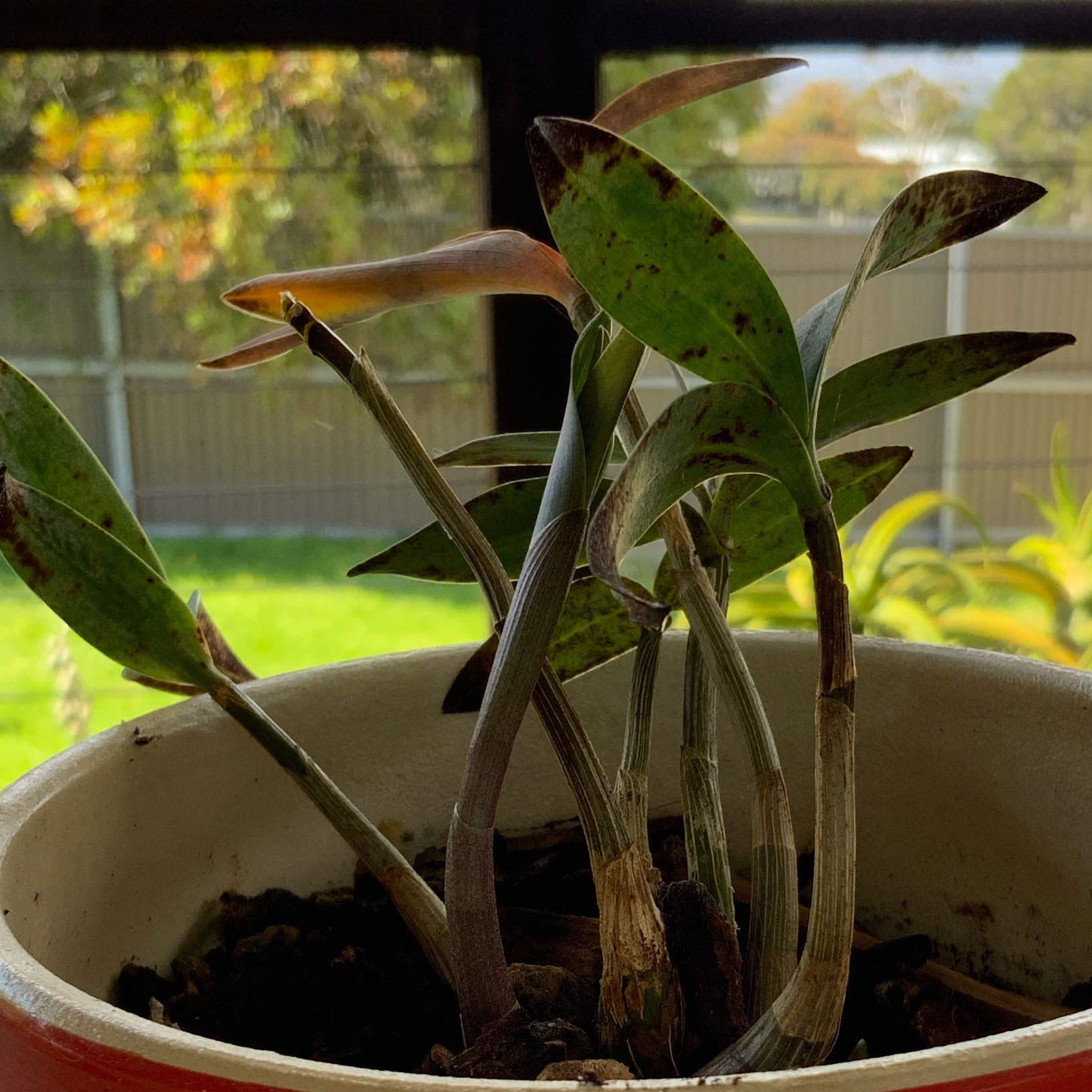 Photo of the plant species Orchid by @DandyFieldpansy named Kobe on Greg, the plant care app