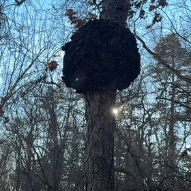 Photo of the plant species Oak Mistletoe by @GrandeeQuince63 named Peter Parker on Greg, the plant care app