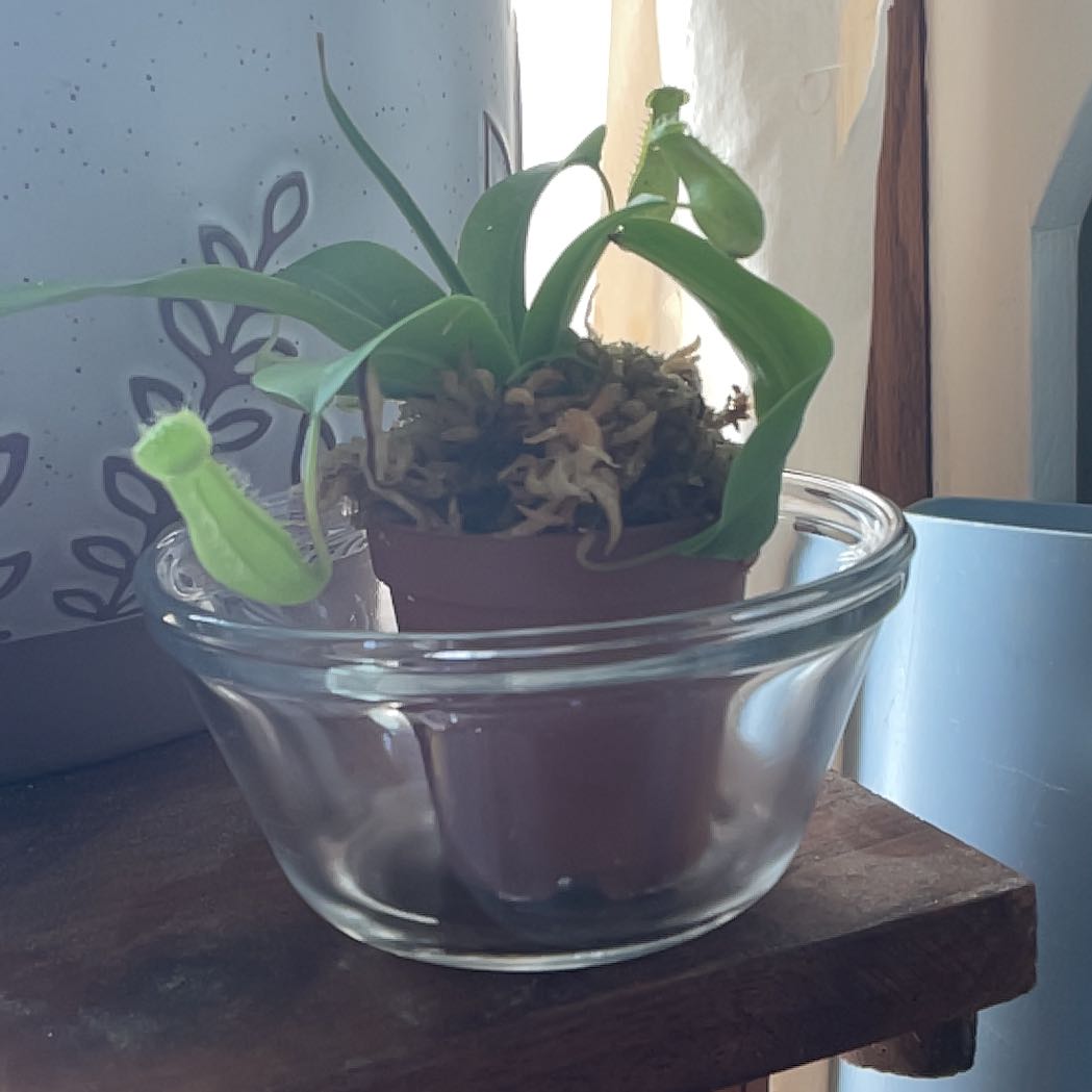 Photo of the plant species Nepenthes ventricosa Pitcher Plant by @PrudentIvygourd named Ulysses S Plant on Greg, the plant care app