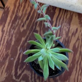 Photo of the plant species Echeveria coccinea by @PrudentIvygourd named Sherlock on Greg, the plant care app