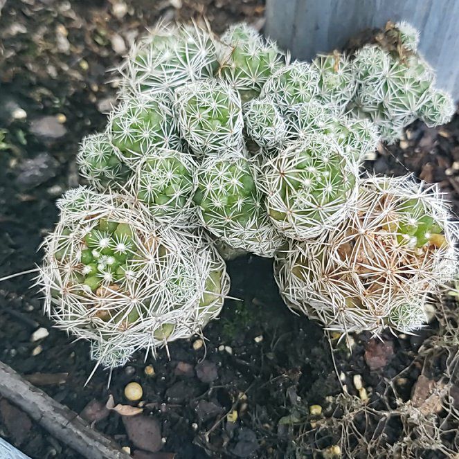 Photo of the plant species Coryphantha delicata by @YeahSkimmia93 named Osmo on Greg, the plant care app