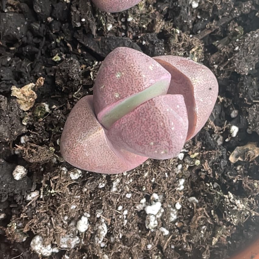 Photo of the plant species Royal Flush Split Rock by @SunnyLuscious1 named Chewy on Greg, the plant care app