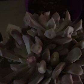 Photo of the plant species Echeveria Cupid by @PleasantPilea50 named Fernie Mac on Greg, the plant care app