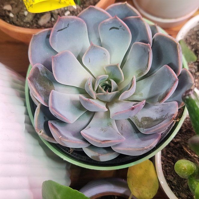 Photo of the plant species Echeveria 'Purple Pearl' by @SculntSorceress named Harmony on Greg, the plant care app