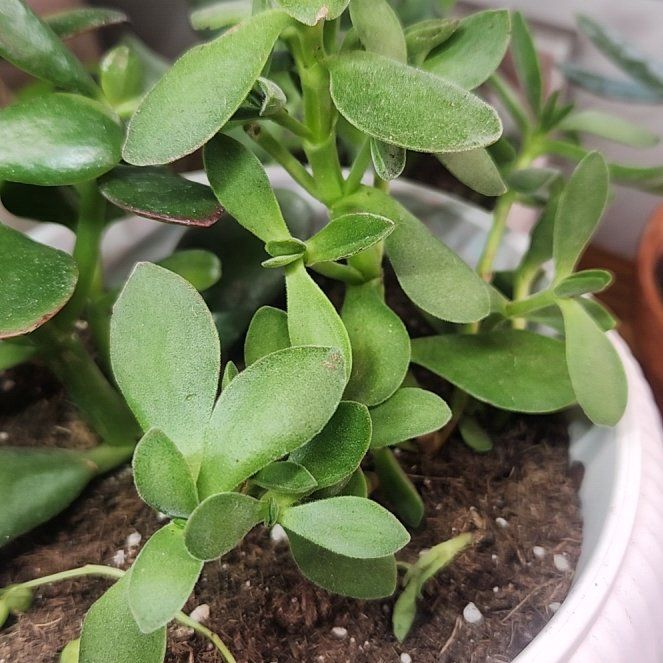 Photo of the plant species Crassula 'Money Maker' by @SculntSorceress named Oscar on Greg, the plant care app