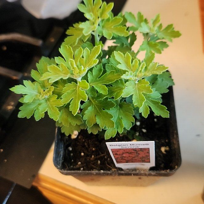 Photo of the plant species Chrysanthemum 'Savona Red' by @SculntSorceress named Chrys on Greg, the plant care app