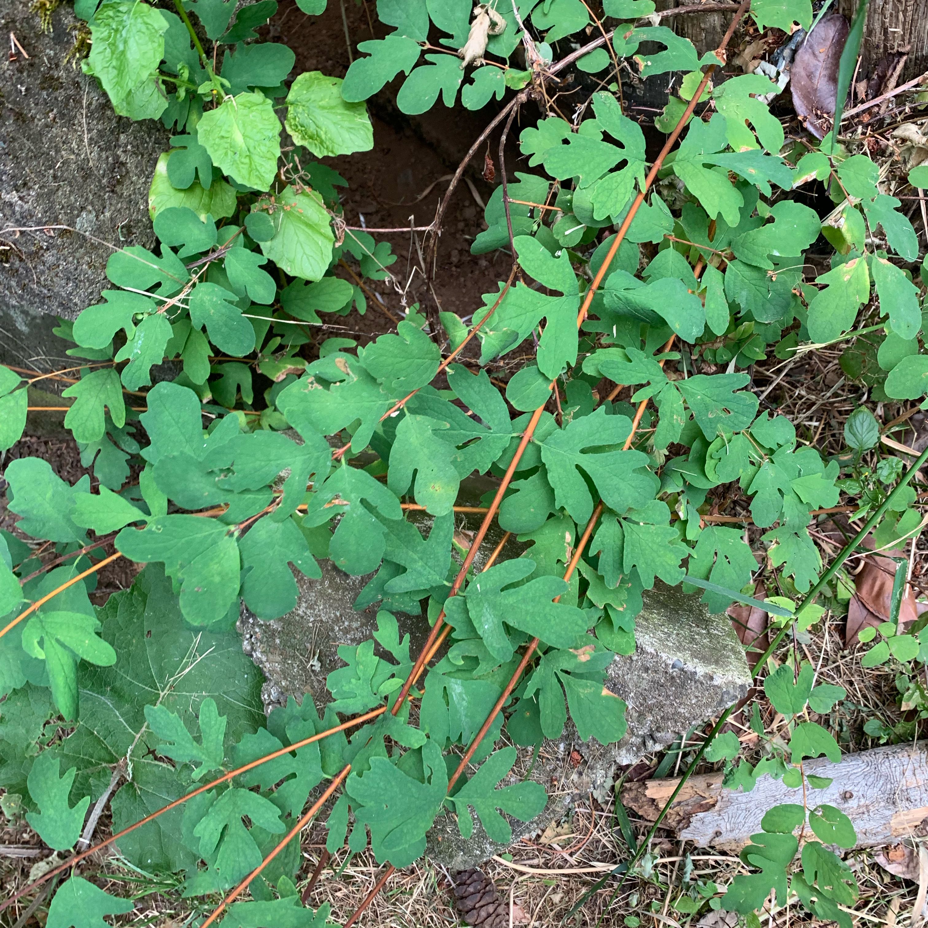 Photo of the plant species Smooth Rose by @FabMaypop70 named Cleopatra on Greg, the plant care app