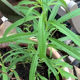 Photo of the plant species Tall Tickseed by @FabMaypop70 named Osmo on Greg, the plant care app