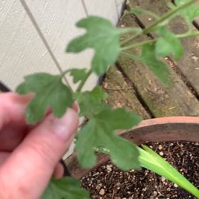 Photo of the plant species Japanese Climbing Fern by @FabMaypop70 named Taylor Swift on Greg, the plant care app