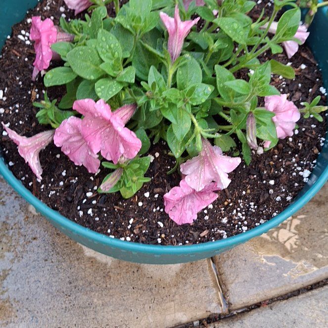 Photo of the plant species Supertunia by @ShrewdKowhai31 named Bubblegum on Greg, the plant care app