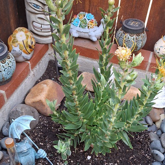 Photo of the plant species Red Pincushion-Protea by @ShrewdKowhai31 named Goldie on Greg, the plant care app