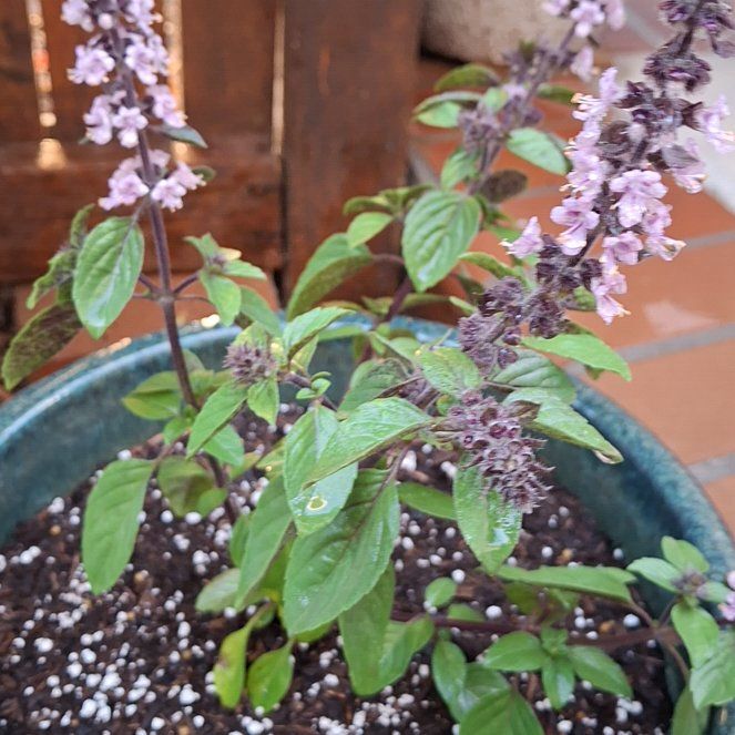 Photo of the plant species African Blue Basil by @ShrewdKowhai31 named Fernie Mercury on Greg, the plant care app