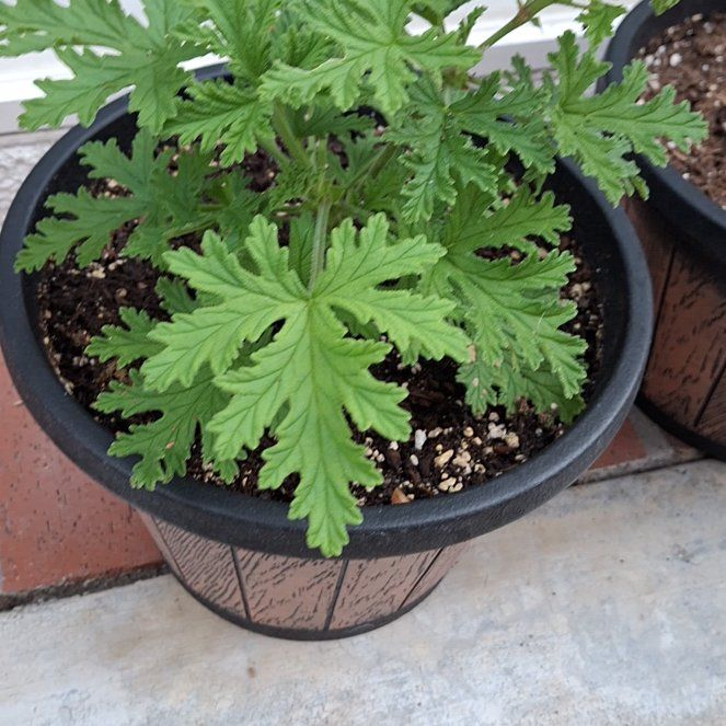 Photo of the plant species Sweet Scented Geranium by @ShrewdKowhai31 named Robert Plant on Greg, the plant care app