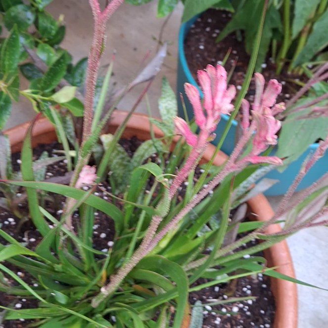 Photo of the plant species Kangaroo Paw by @ShrewdKowhai31 named Gobi on Greg, the plant care app