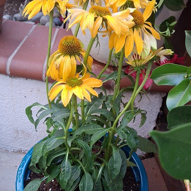 Photo of the plant species Large Coneflower by @ShrewdKowhai31 named Treeyoncé on Greg, the plant care app