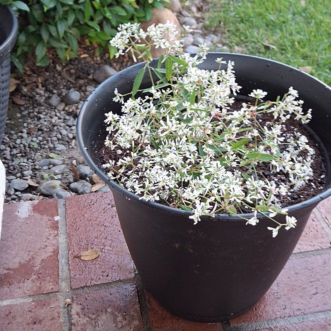 Photo of the plant species Euphorbia herbacea by @ShrewdKowhai31 named Gloria on Greg, the plant care app