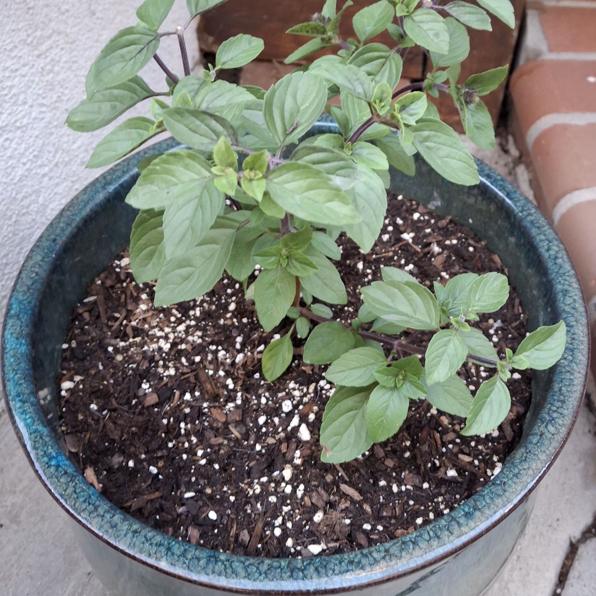 Photo of the plant species African Blue Basil by @ShrewdKowhai31 named Fernie Mercury on Greg, the plant care app
