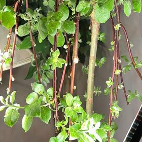 Photo of the plant species Weeping Pussy Willow by @AbsoluteSalad75 named Bieber on Greg, the plant care app