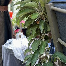 Photo of the plant species Apple by @AbsoluteSalad75 named Daphne on Greg, the plant care app