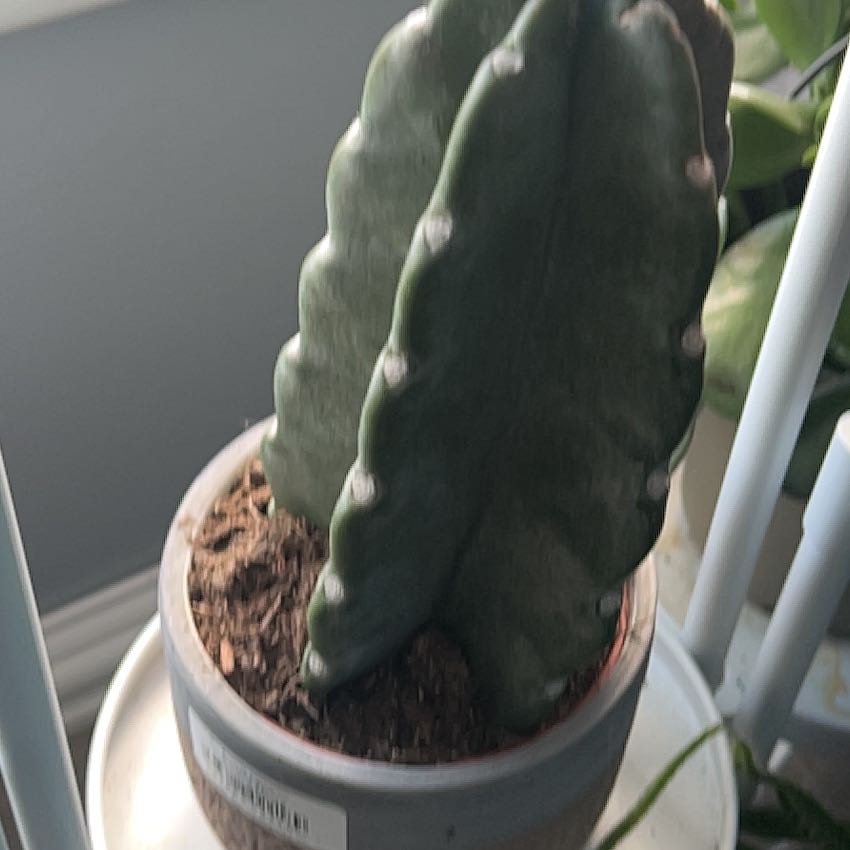Photo of the plant species Deco Cactus by @GemGinseng84 named Morgan Treeman on Greg, the plant care app