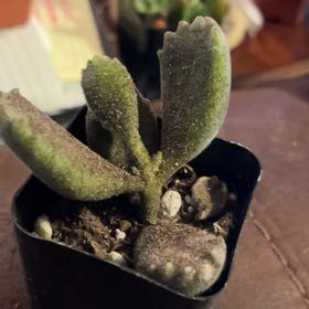 Photo of the plant species Variegated Bear's Paw by @RichAjwain57 named Miley on Greg, the plant care app
