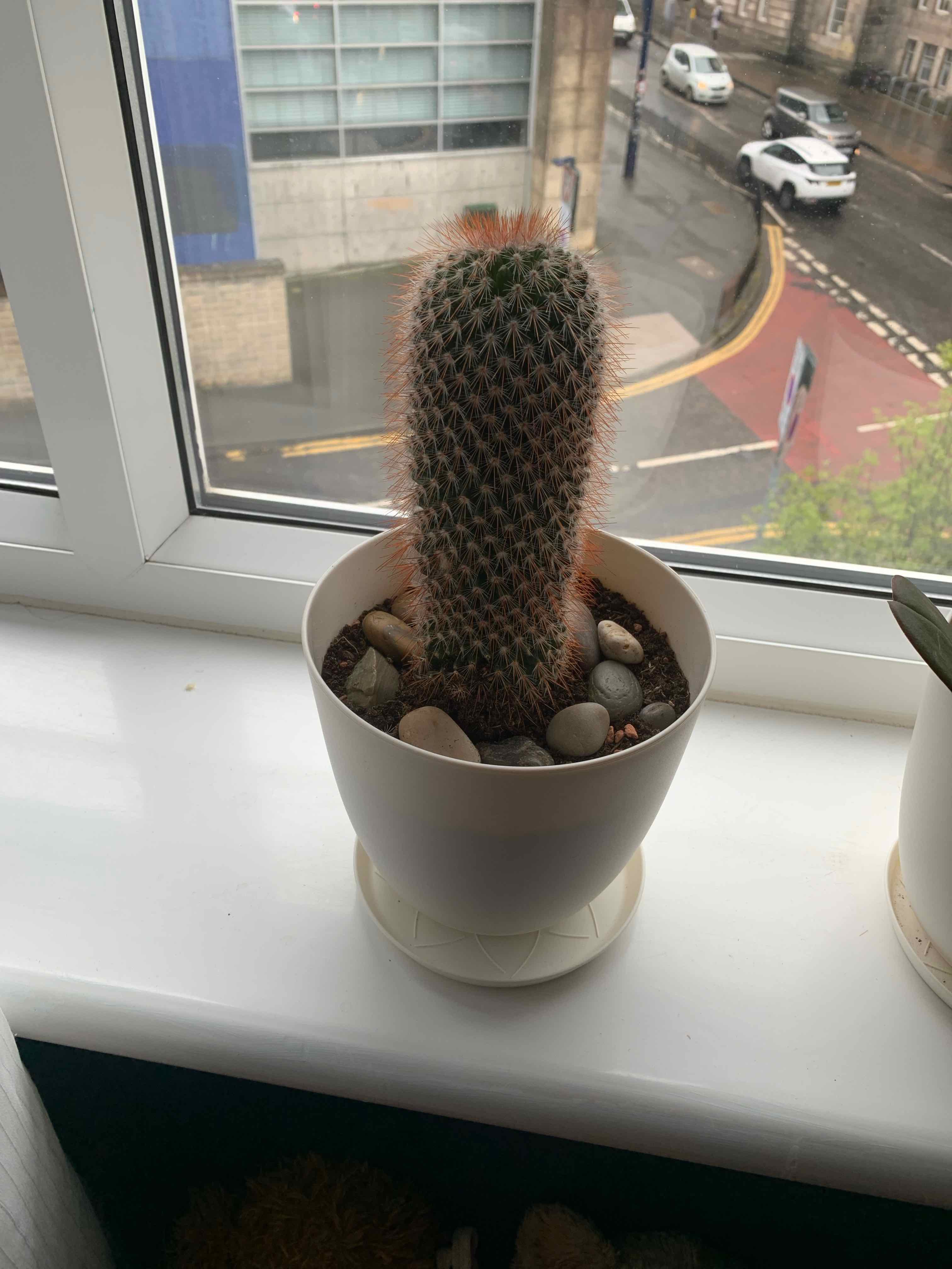 Texas Rainbow Cactus in a white pot on a windowsill, appears healthy with no visible discoloration.
