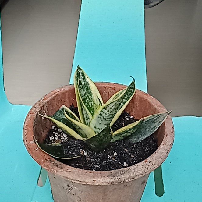 Photo of the plant species Snake Plant by @PiousSapote96 named Sigmund on Greg, the plant care app
