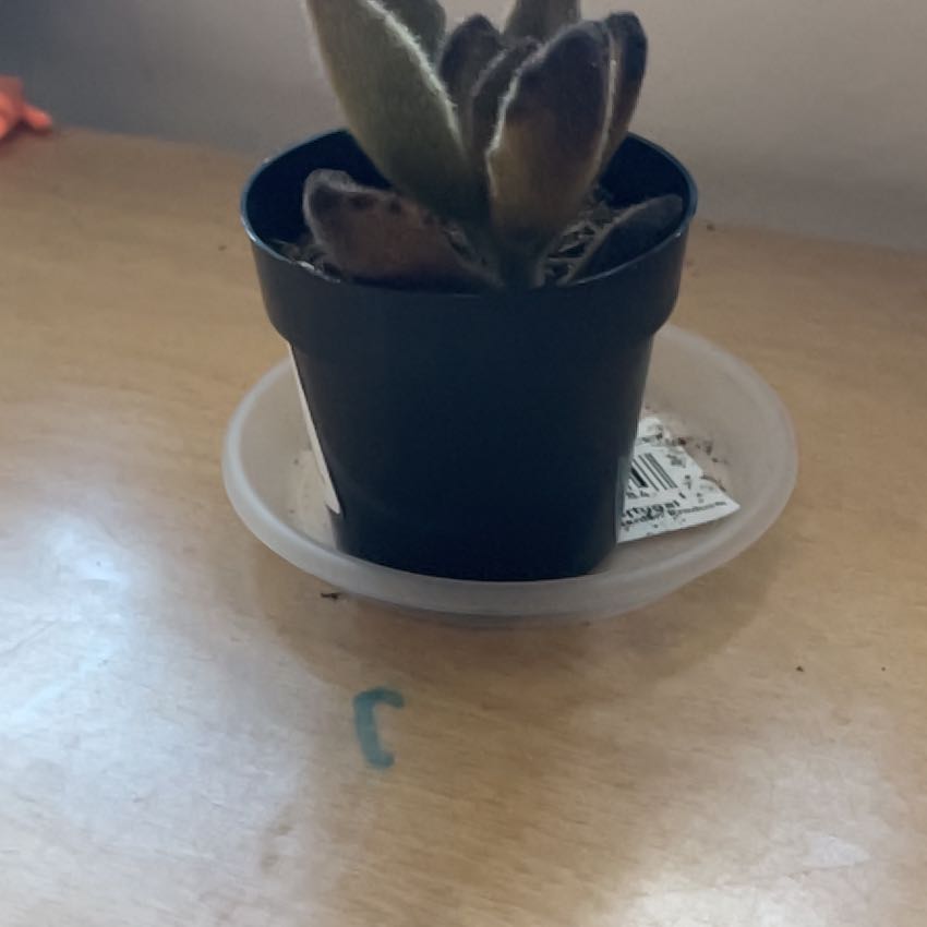 Photo of the plant species Teddy Bear Panda Plant by @ContentLime82 named Lennon on Greg, the plant care app