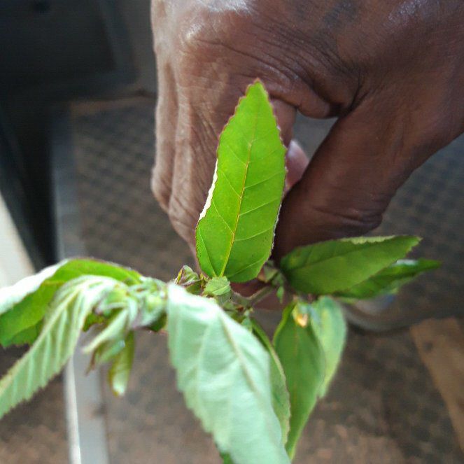 Photo of the plant species Japanese Zelkova by @LightCorkoak71 named Rosa on Greg, the plant care app