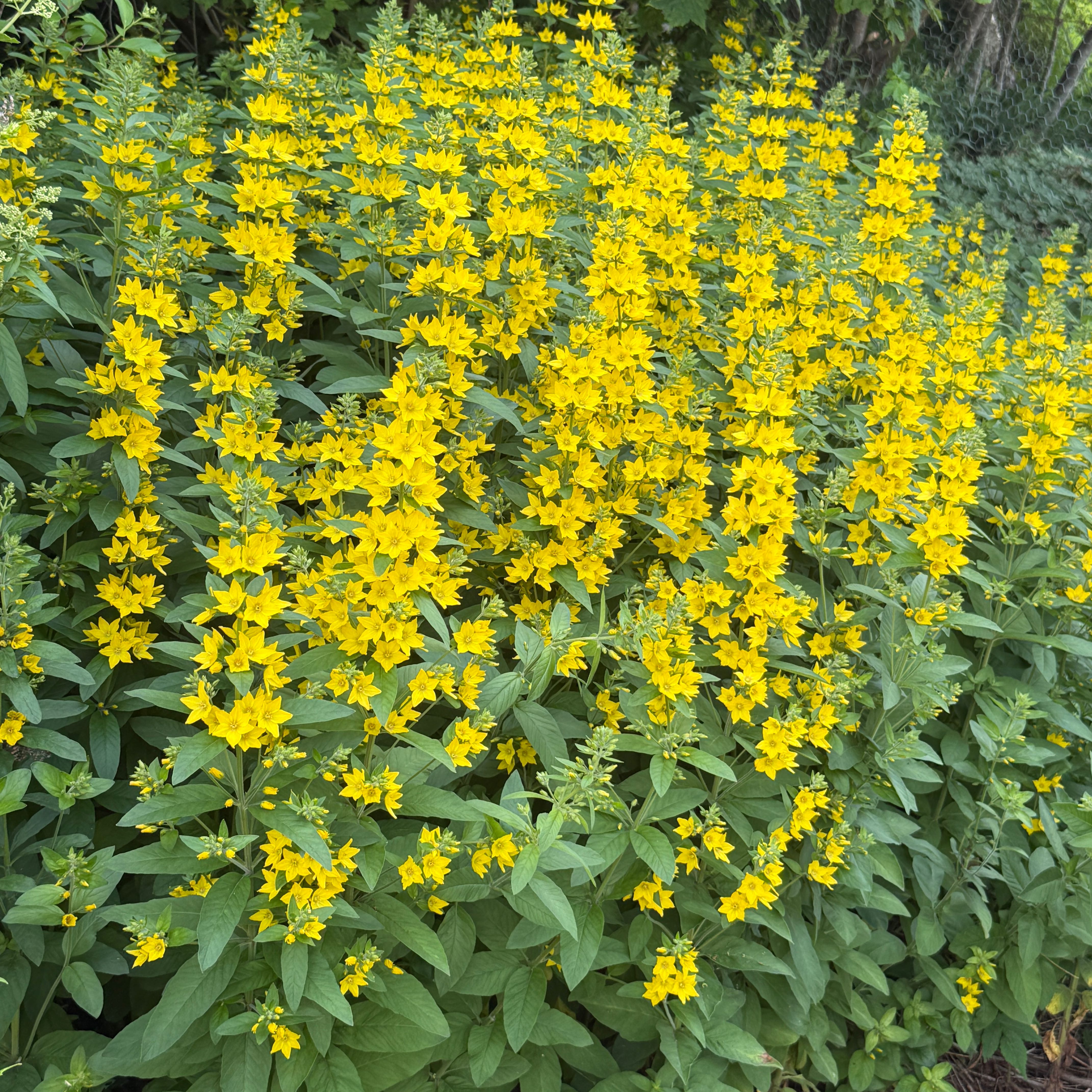 Photo of the plant species Dotted Loosestrife by @RoundFicus20 named Gomez on Greg, the plant care app