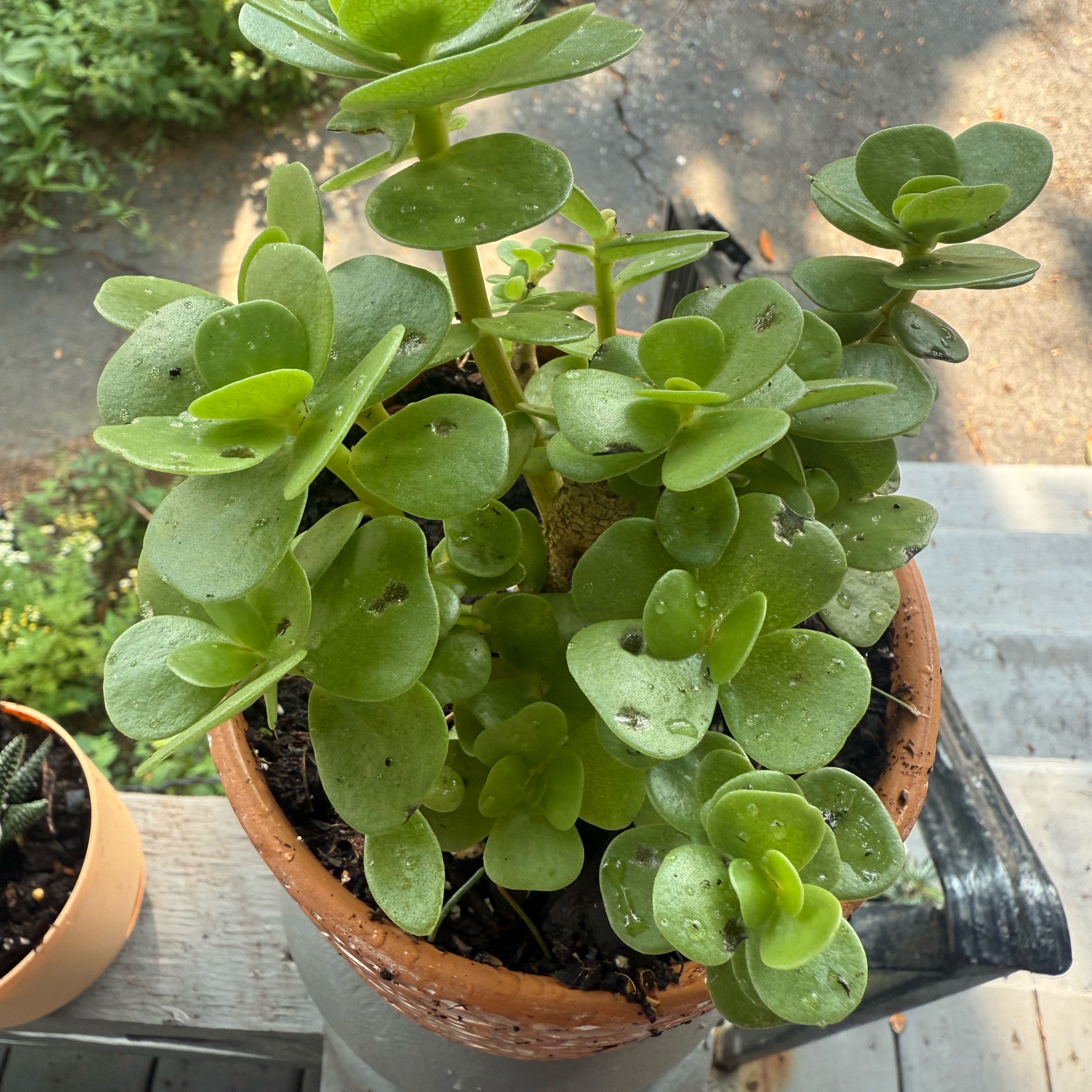 Photo of the plant species 'Ihi by @FullBluebean3 named Keanu Leaves on Greg, the plant care app