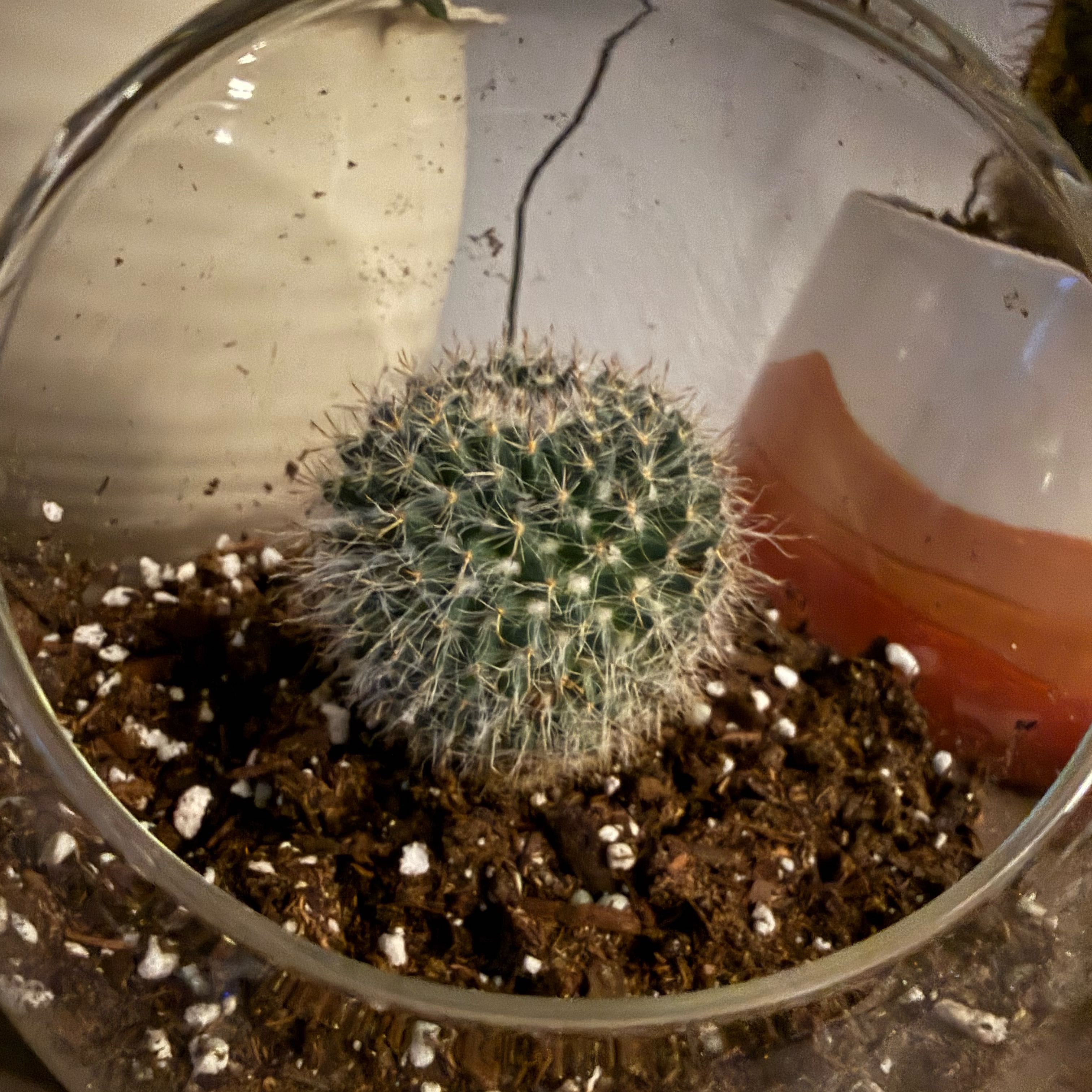 Photo of the plant species Mammillaria Uncinata by @LegitMingfern82 named Tupot amaroot on Greg, the plant care app