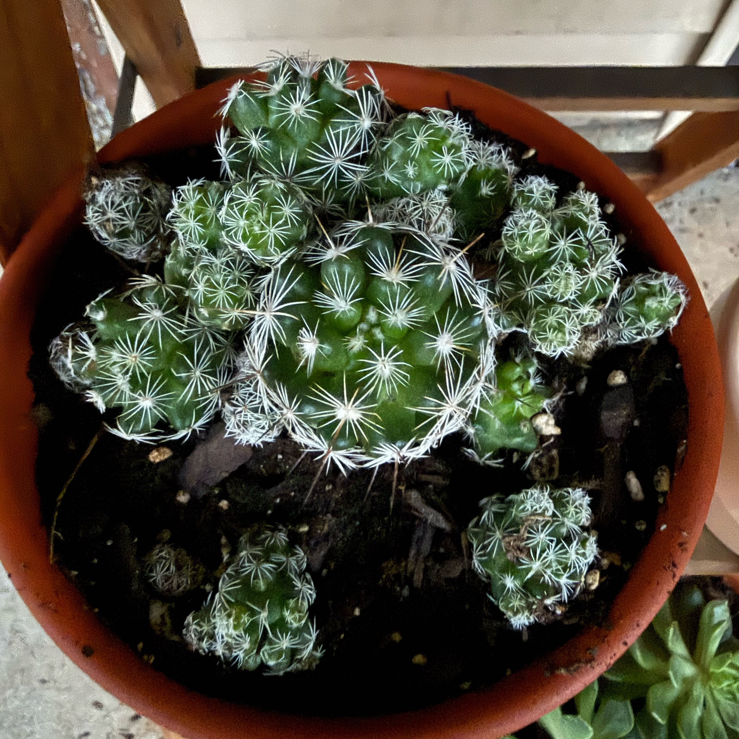 Photo of the plant species Escobaria Missouriensis by @LegitMingfern82 named Einstein on Greg, the plant care app