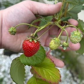 Photo of the plant species Garden Strawberry by @LegitMingfern82 named Dolores on Greg, the plant care app