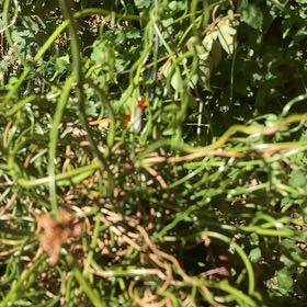 Photo of the plant species Delicate Horsetail by @YesFrogbit73 named Scarlett on Greg, the plant care app