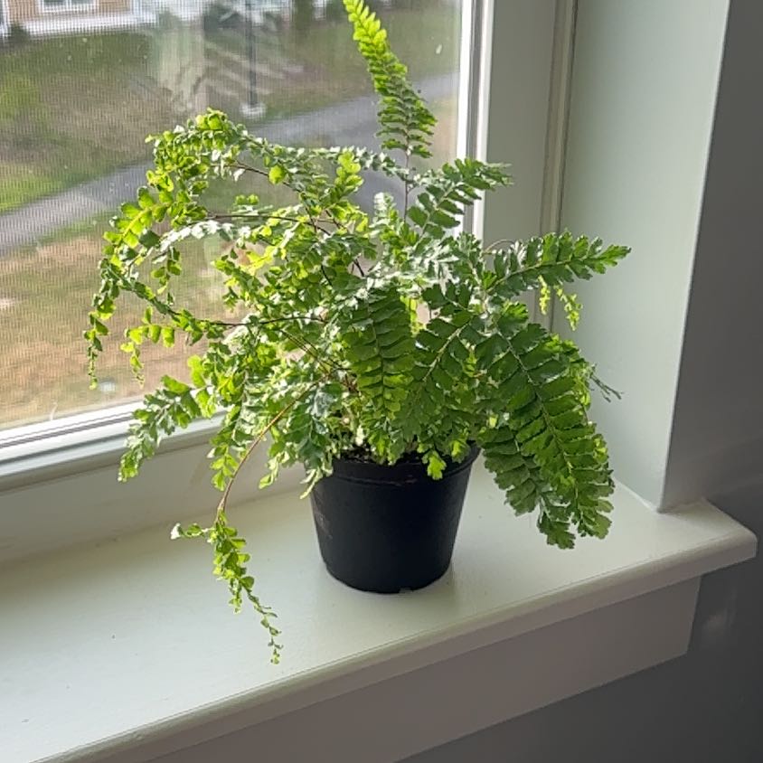 Photo of the plant species Tricolor Fern by @Eriley97 named Homer on Greg, the plant care app