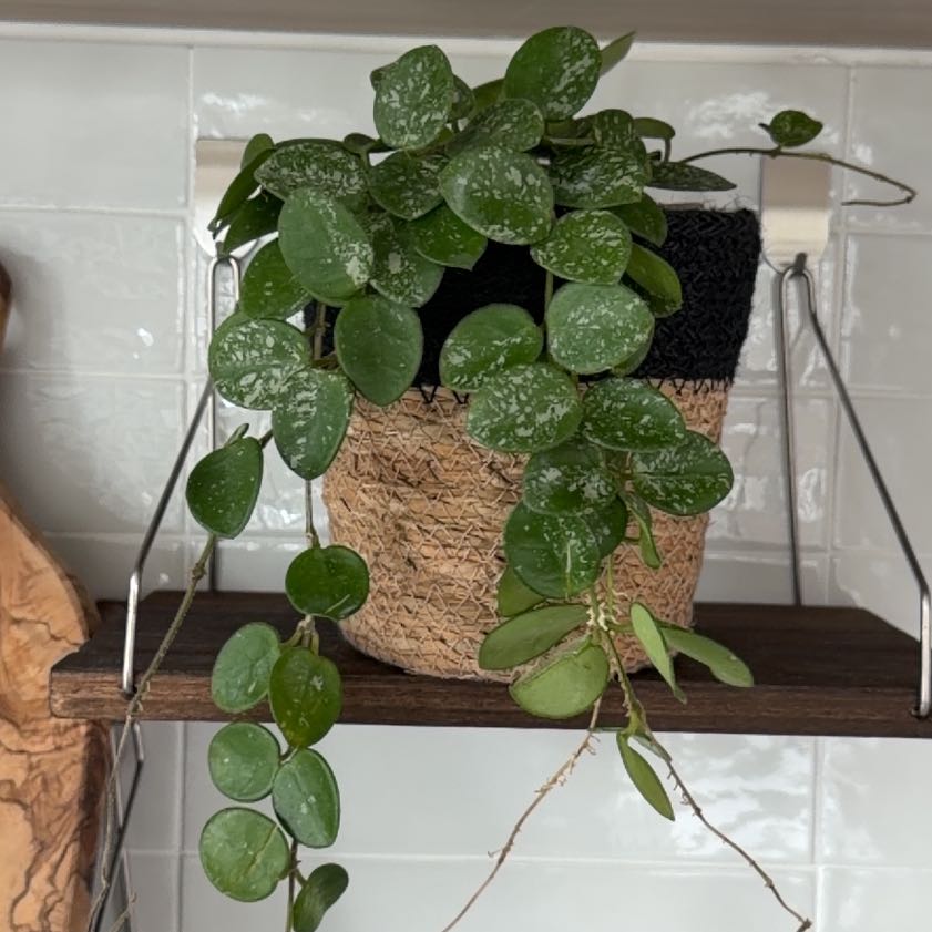 Photo of the plant species Hoya Hybrid by @Eriley97 named Mochi on Greg, the plant care app