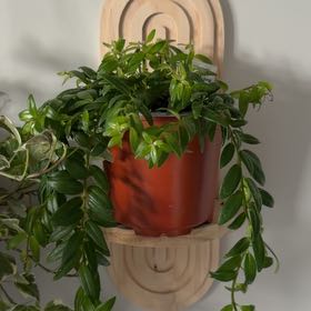 Photo of the plant species Lipstick plant 'Japhrolepsis' by @Eriley97 named Forrest on Greg, the plant care app