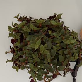 Photo of the plant species Teddy Bear Vine by @Eriley97 named Rihanna on Greg, the plant care app
