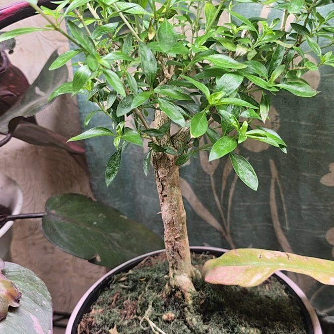 Photo of the plant species Snowrose by @LavishCacto28 named Aria on Greg, the plant care app