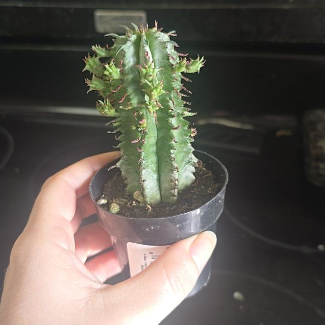 Photo of the plant species African Milk Barrel by @LavishCacto28 named Spike Leaves on Greg, the plant care app