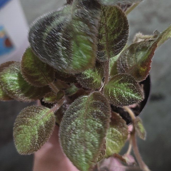 Photo of the plant species Flame Violet by @LavishCacto28 named Marley on Greg, the plant care app