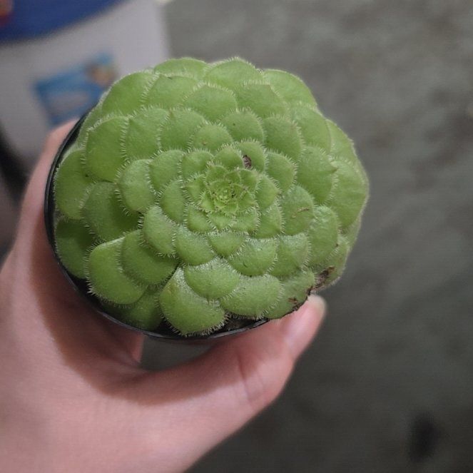 Photo of the plant species Flat-Topped Aeonium by @LavishCacto28 named Treeyoncé on Greg, the plant care app