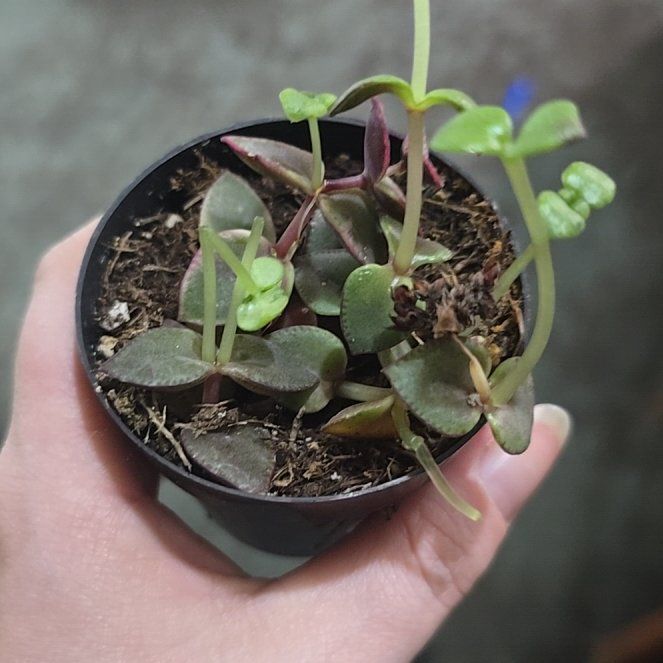 Photo of the plant species Crassula marginalis by @LavishCacto28 named Demi on Greg, the plant care app