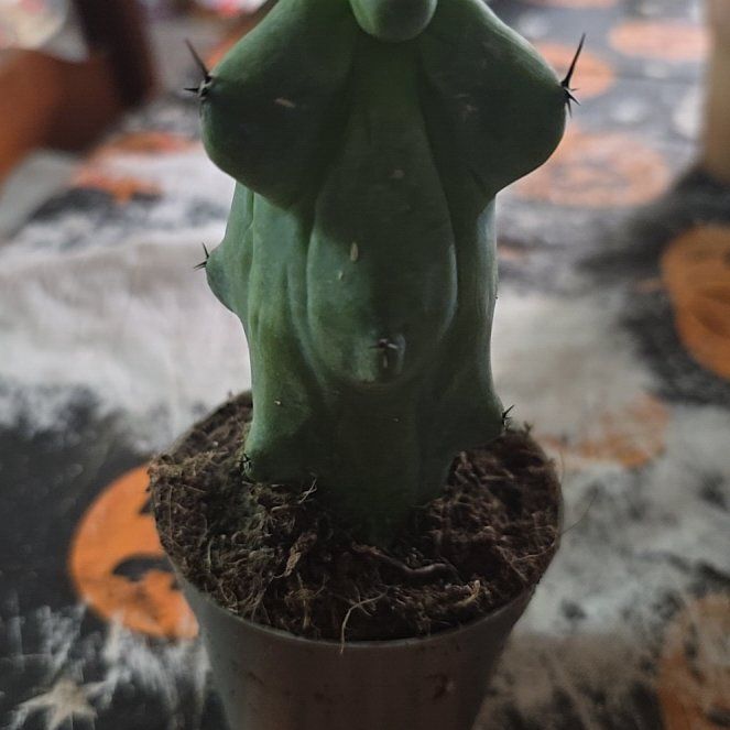 Photo of the plant species Boobie cactus by @LavishCacto28 named Leaf Erickson on Greg, the plant care app