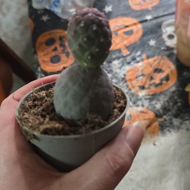Photo of the plant species Tephrocactus geometricus by @LavishCacto28 named Homer on Greg, the plant care app