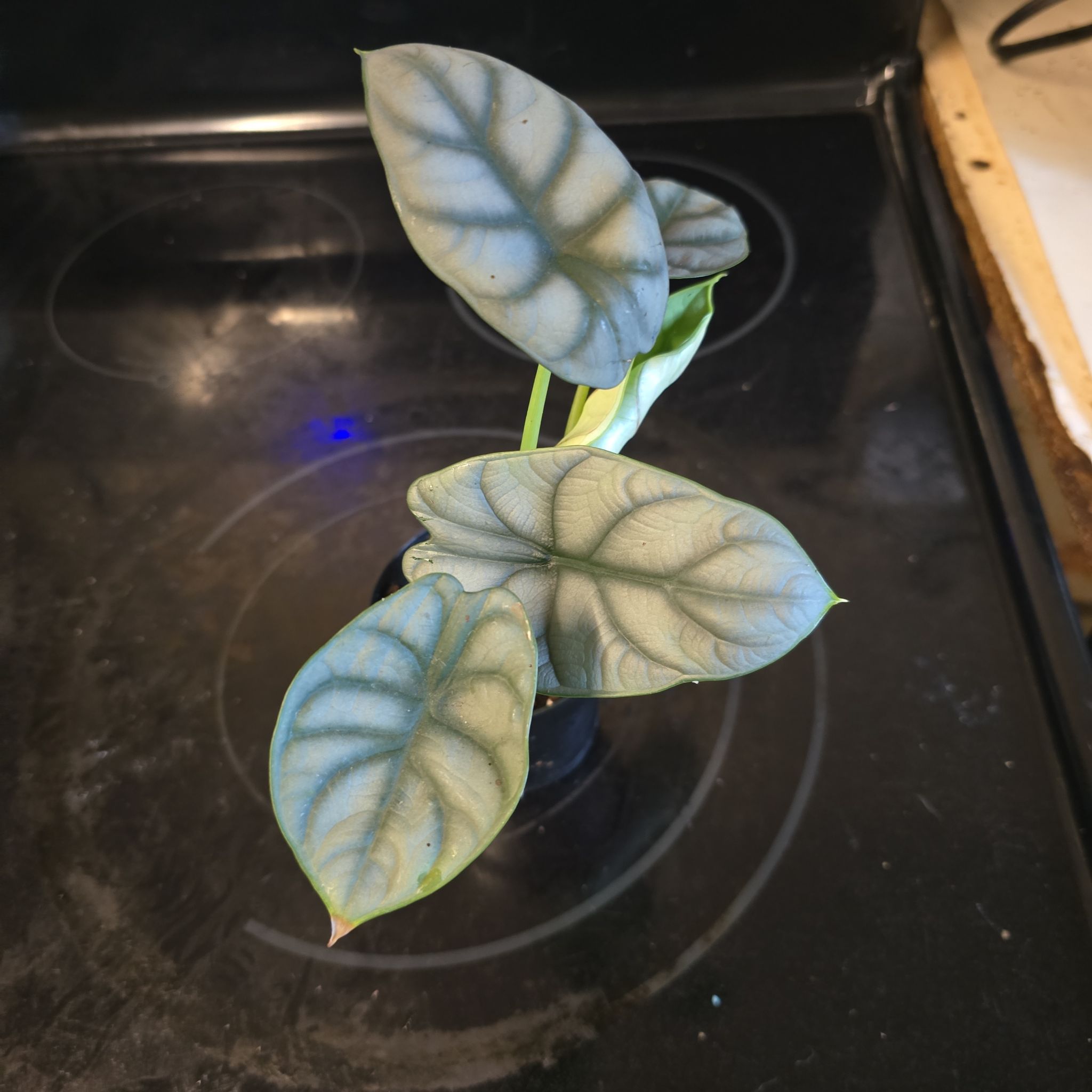 Photo of the plant species Alocasia Baginda Silver Dragon by @LavishCacto28 named Maya on Greg, the plant care app