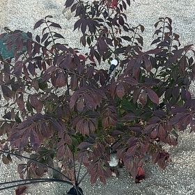Photo of the plant species Bellyache Bush by @WinPepper33 named Diana on Greg, the plant care app