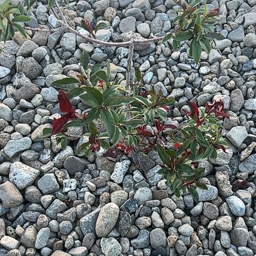 Photo of the plant species Michaelmas Daisy by @WinPepper33 named Gobi on Greg, the plant care app