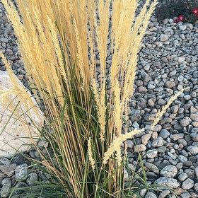 Photo of the plant species Big Muhly by @WinPepper33 named Cleopatra on Greg, the plant care app
